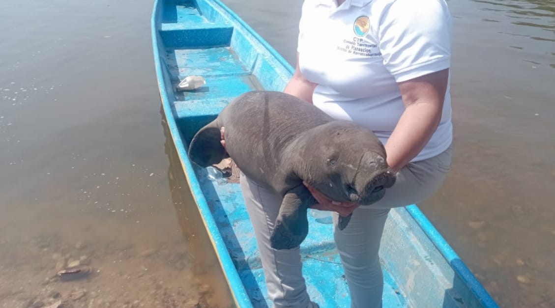 Compromiso general para salvar y preservas el manatí antillano en Barrancabermeja