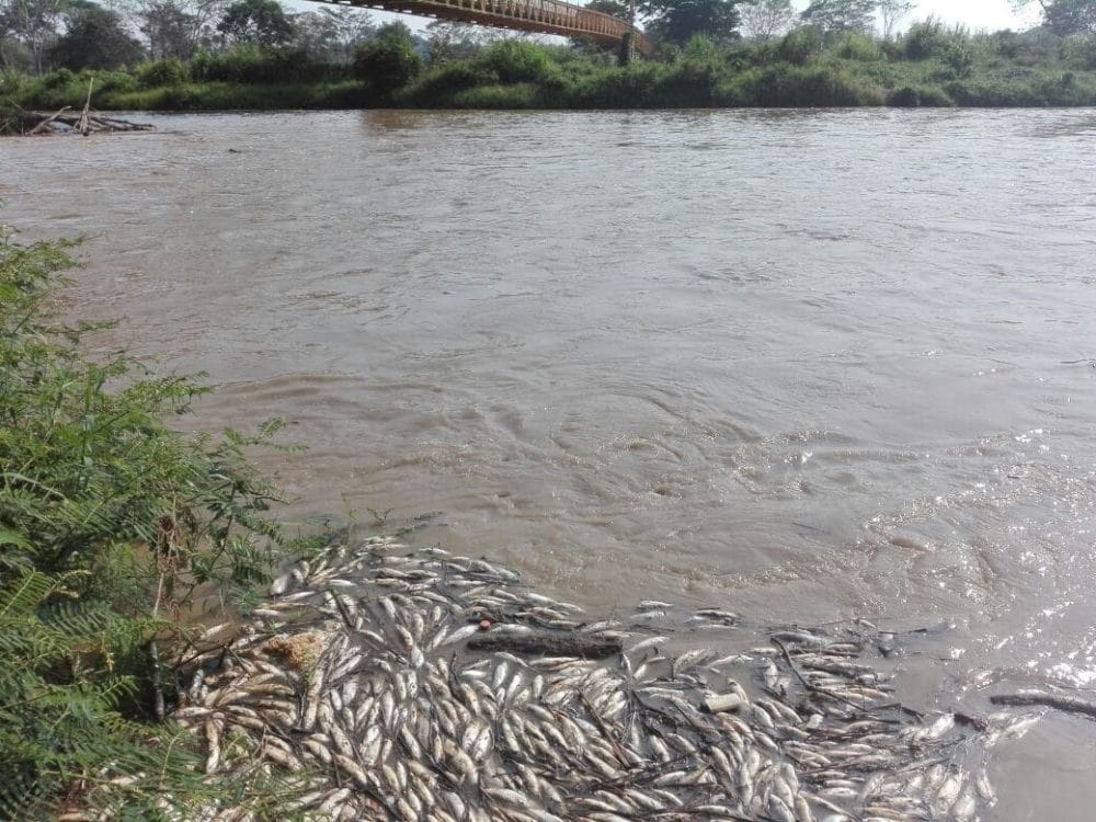 Nueva alerta por peces muertos en el río Lebrija: comunidad demanda planta de tratamiento de aguas