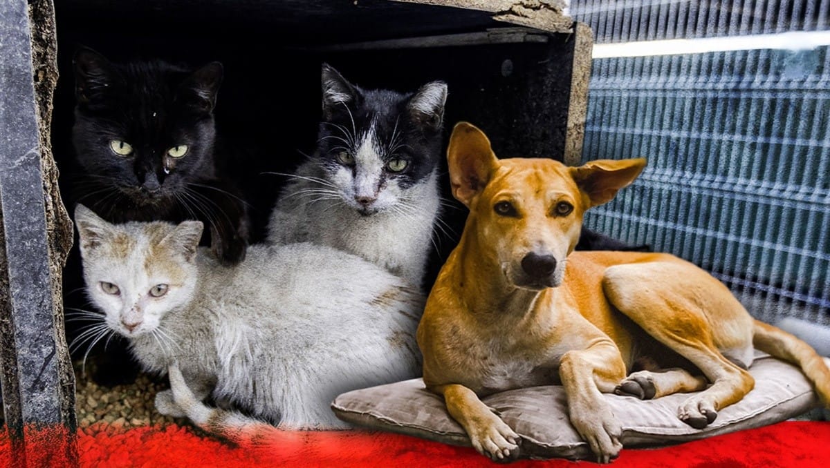 Recolectarán alimentos para los perros y gatos ‘habitantes de calle’