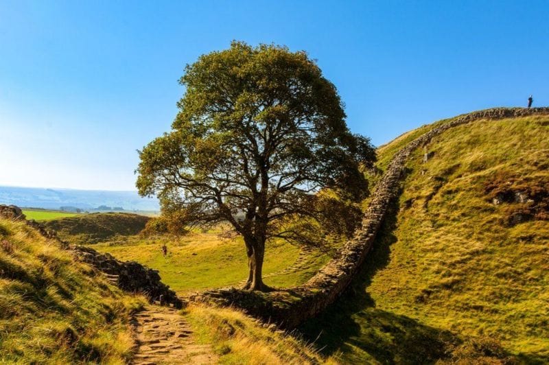 Joven taló el famoso árbol de Robin Hood en Inglaterra imagen de la publicación