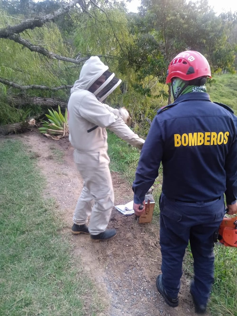 Colmena de abejas invadió  una vivienda en Barbosa imagen de la publicación