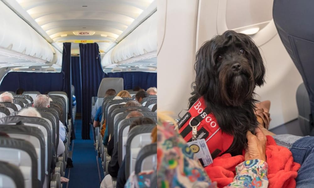 Pareja exige reembolso a una aerolínea por viajar al lado de un perro que se estaba tirando “gases” imagen de la publicación