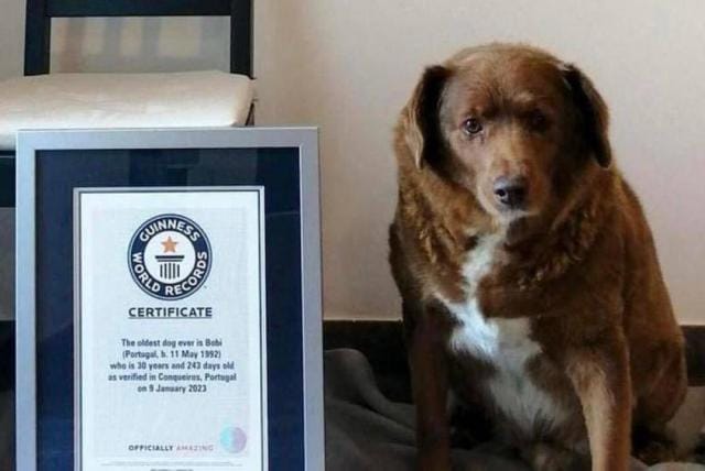 ‘Bobi’ el perro más viejo del mundo murió a sus 31 años imagen de la publicación