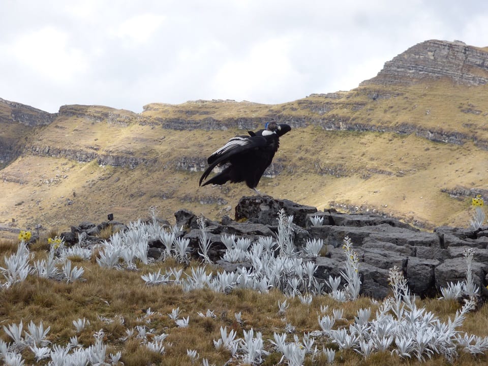 Conversatorio sobre el cóndor andino; entre los temas de la Cumbre Mundial de Páramos imagen de la publicación