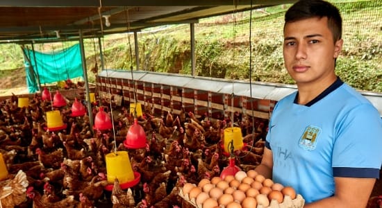 Ayudan a familias campesinas con mil gallinas ponedoras imagen de la publicación