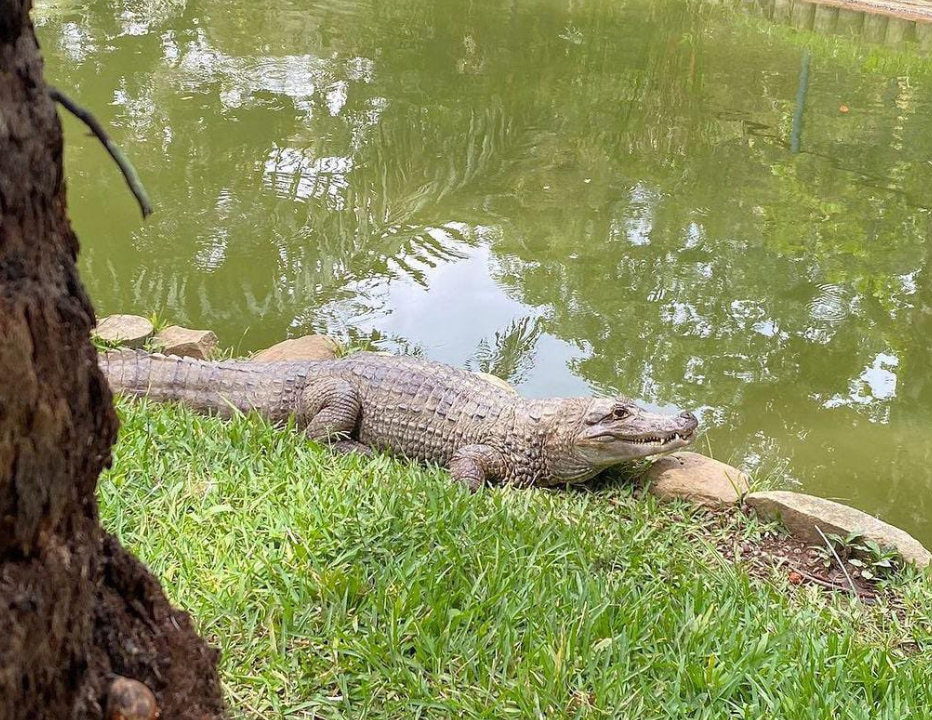 Necropsia establecerá de qué murió la babilla Pancho de la UIS imagen de la publicación