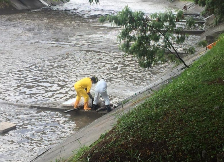 Santandereana apareció desmembrada en las turbulentas aguas del río Medellín imagen de la publicación