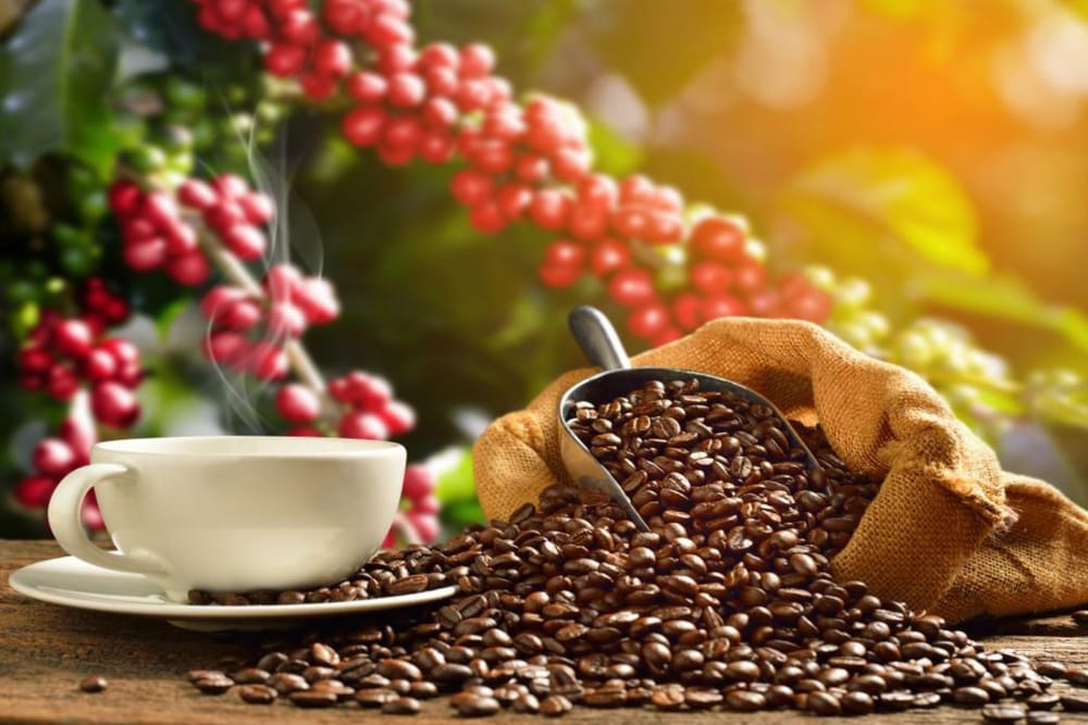 Las claves para lograr la mejor taza de café desde el cultivo imagen de la publicación