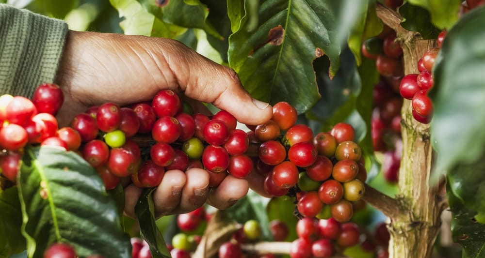 El valor de cosecha cafetera llegó a 11,9 billones de pesos imagen de la publicación