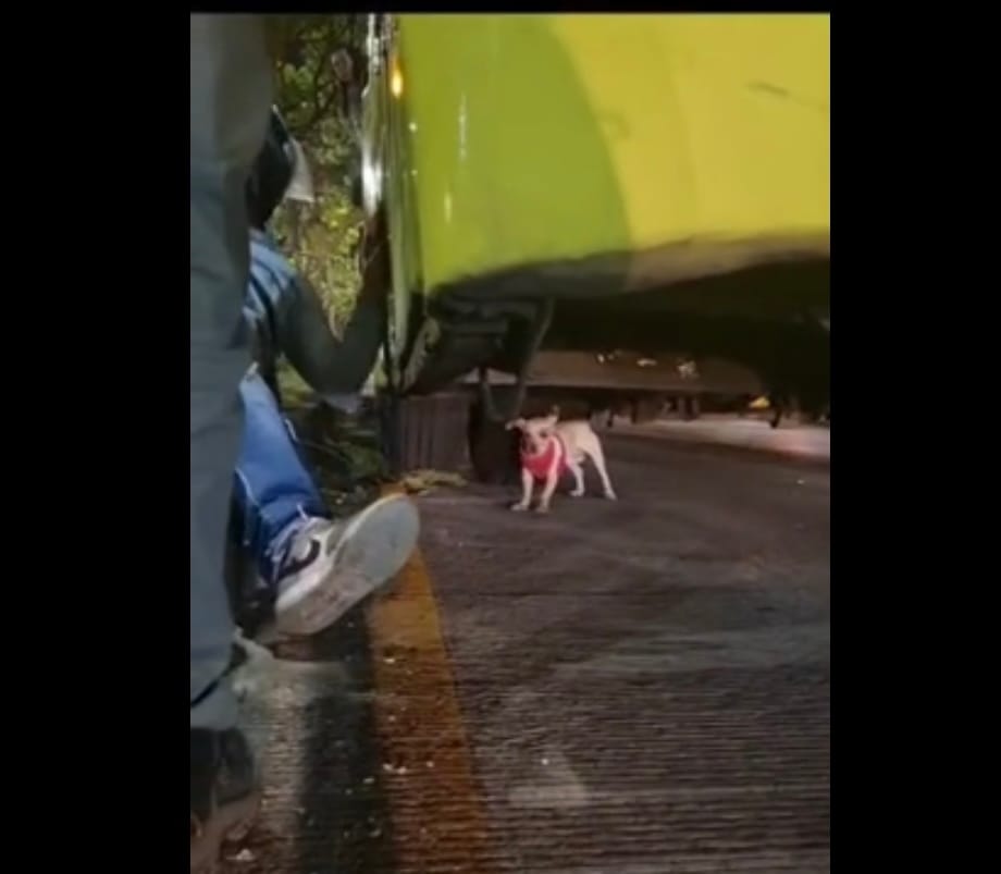 Perrito generó caos vehicular en la autopista Bucaramanga- Floridablanca imagen de la publicación