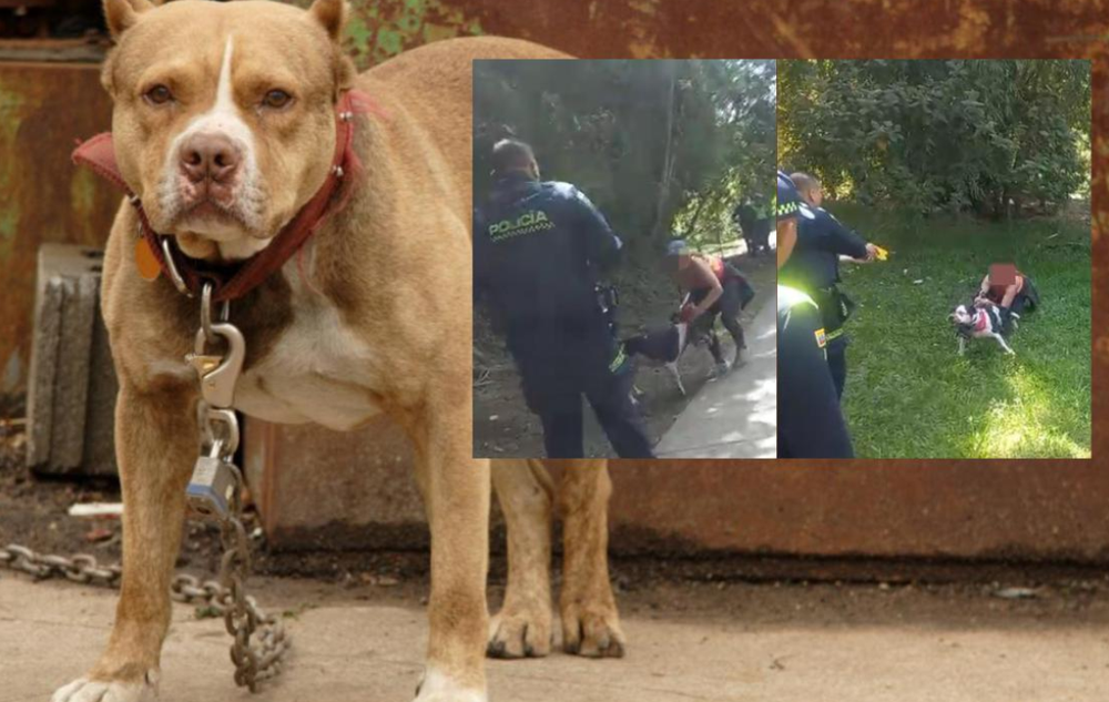 Perro atacó a policías por orden de su dueña que no acató advertencias de los uniformados imagen de la publicación