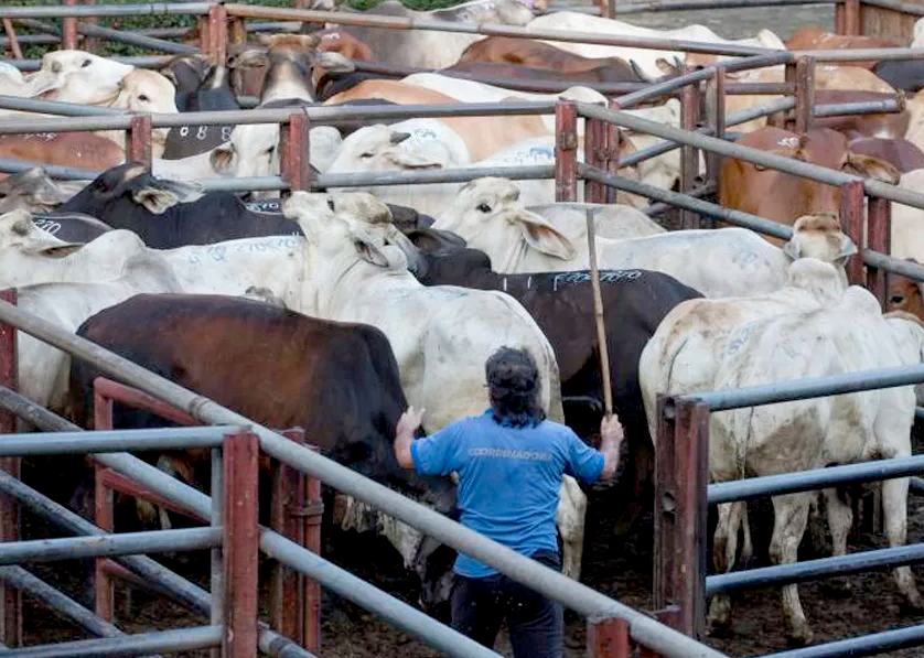 Decreto presidencial busca revivir mataderos municipales imagen de la publicación