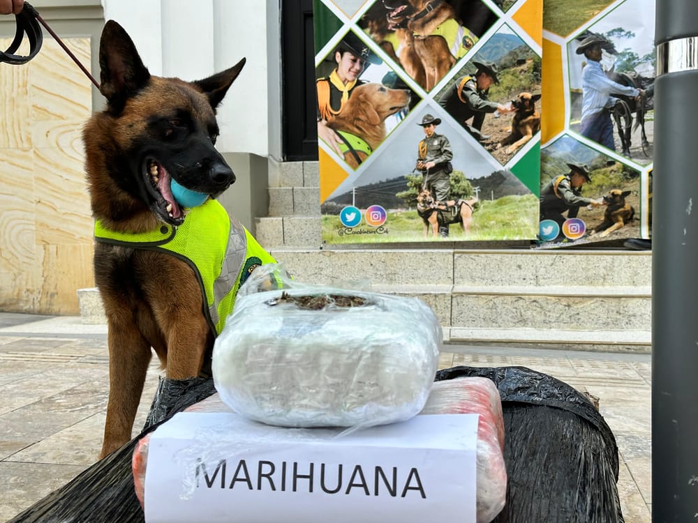 Perritos se 'olfatearon' narco encomienda de marihuana en Santander imagen de la publicación