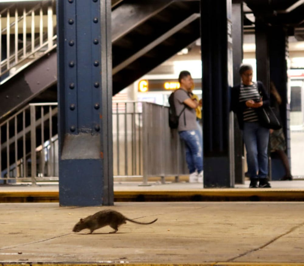 Plaga de ratas en Nueva York estarían detrás del éxodo poblacional imagen de la publicación