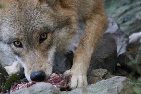 Lobo que familia tenía como mascota se comió a su bebé imagen de la publicación