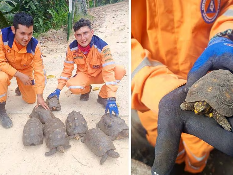 Defensa Civil evitó que se comercializaran 14 tortugas imagen de la publicación