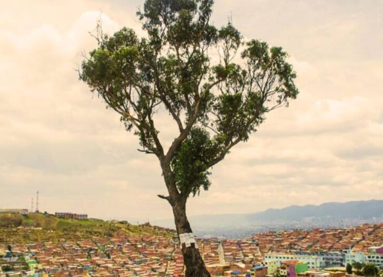 Árbol con leyenda macabra será declarado patrimonio cultural imagen de la publicación