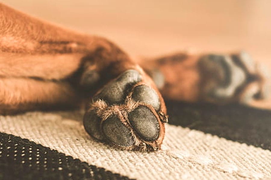 Médico forense asesinó a la mascota de su expareja tras rechazo amoroso imagen de la publicación