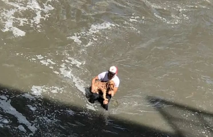 Joven se convierte en héroe al rescatar un perrito ahogándose imagen de la publicación