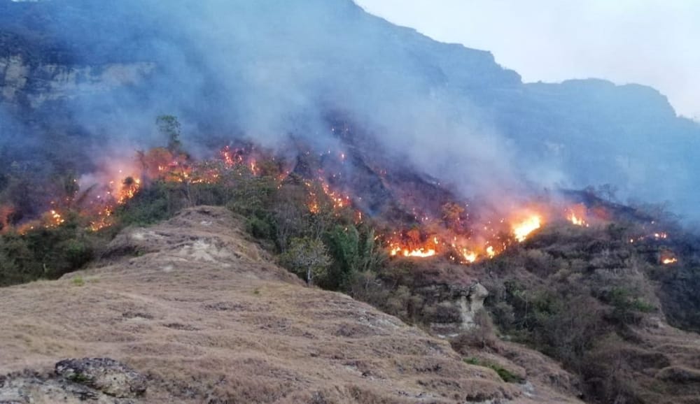 Incendio forestal causa la muerte de un anciano y devasta bosque imagen de la publicación