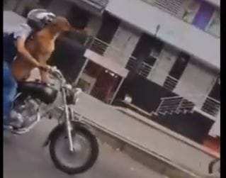 VIDEO: Conductor llevó a su 'perrito' de paseo en moto por Bucaramanga imagen de la publicación