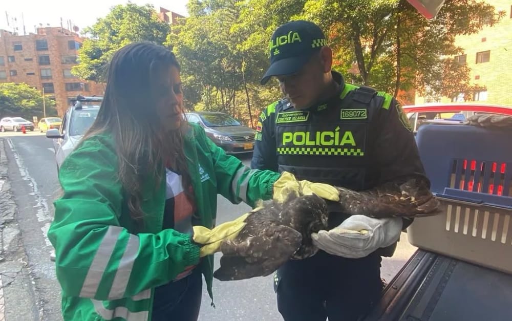 Aumenta el número de animales rescatados por la CDMB en los incendios forestales de Santander imagen de la publicación