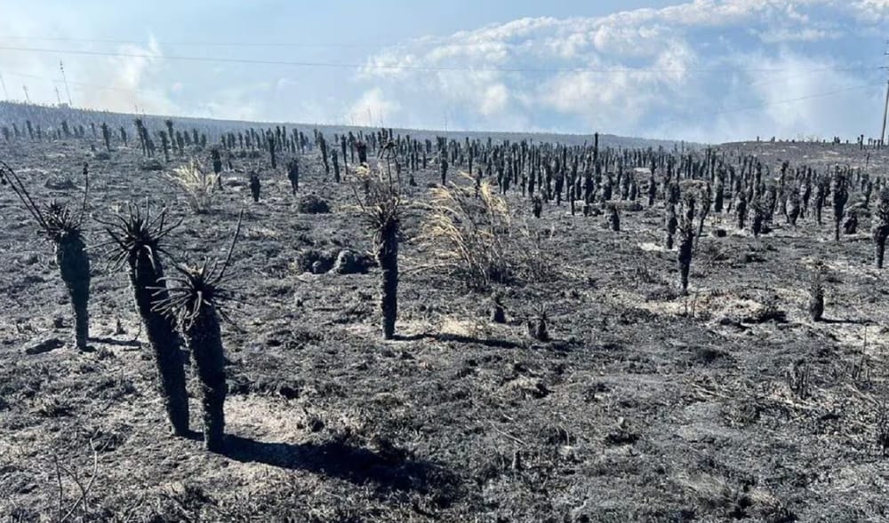 El daño ecológico en el páramo de Berlín es irreparable por afectación a cientos de frailejones imagen de la publicación