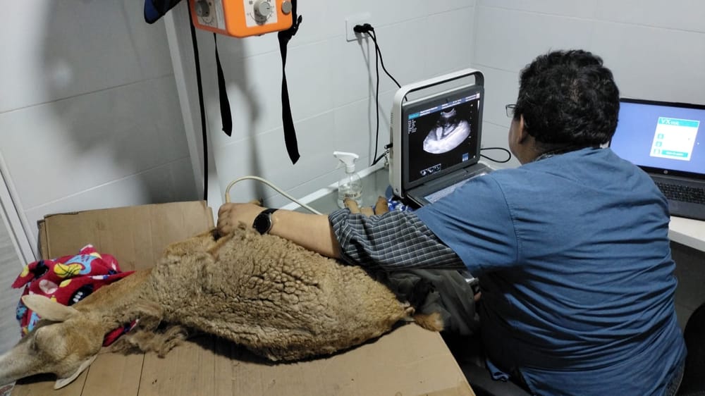 Reactivar los centros de atención animal es urgente por incendios imagen de la publicación