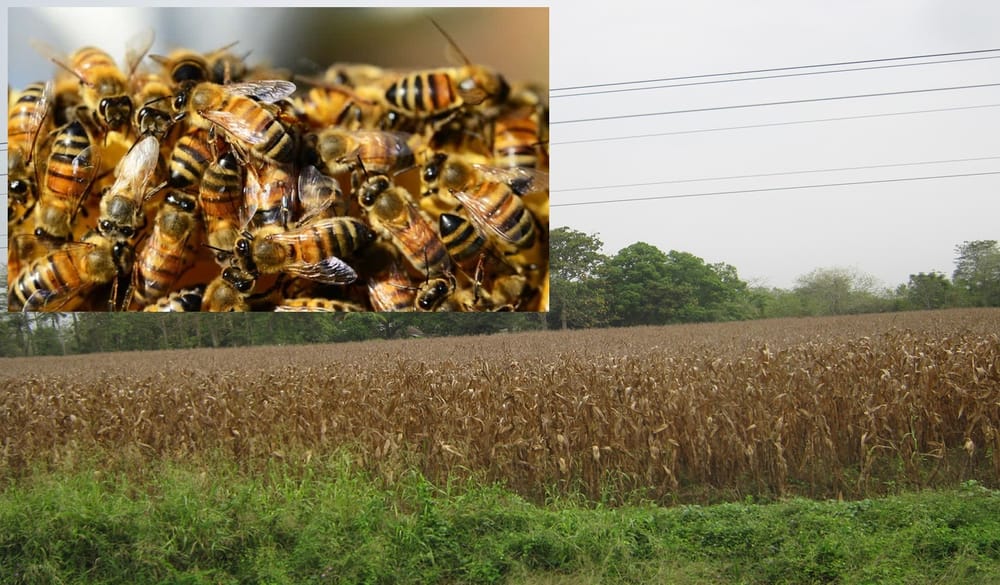 Ataque de abejas dejó 10 heridos y varios animales muertos imagen de la publicación