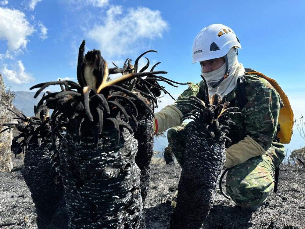 Campaña 'Sembrando Esperanza' para ayudar a los afectados por incendios forestales en Santander imagen de la publicación