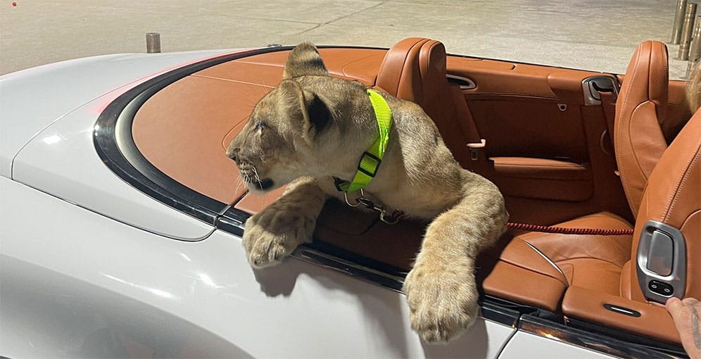 Denunciados por pasear un león en carro descapotable imagen de la publicación