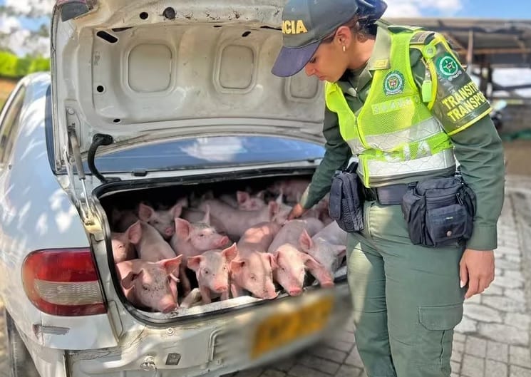 Heroico rescate de 20 cerditos valorados en seis millones de pesos imagen de la publicación