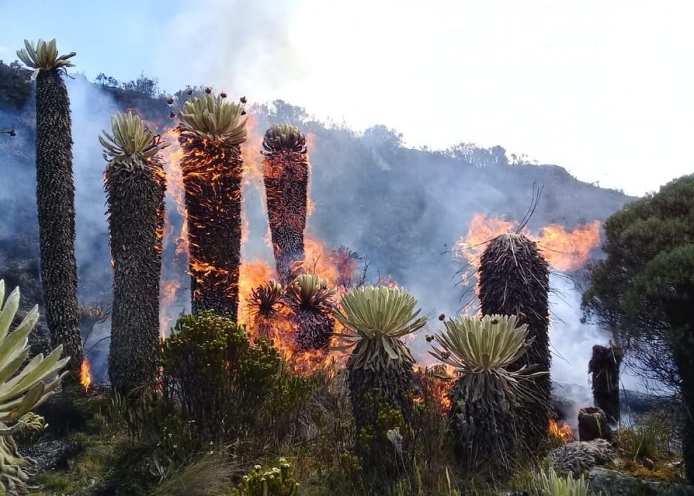 Zonas de desastre por incendios en Cerros de Bogotá y Páramo de Berlín en Santander imagen de la publicación