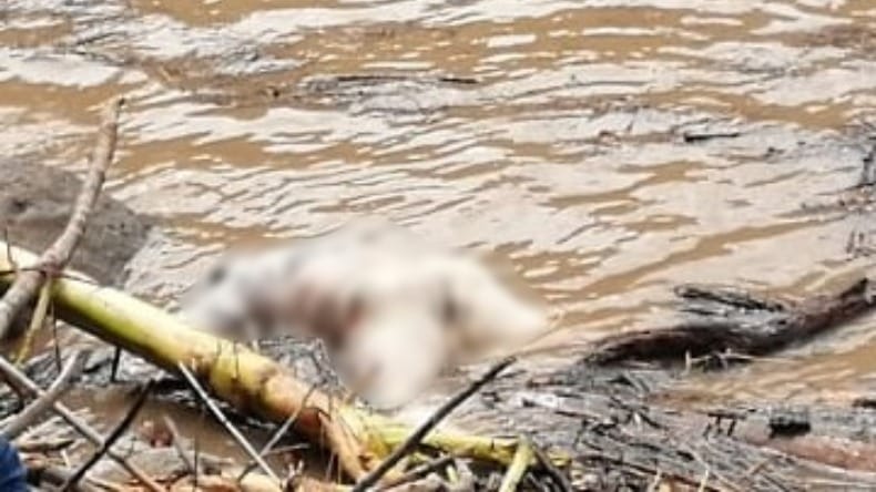 Macabro hallazgo en el Río Magdalena : Un cuerpo apareció flotando imagen de la publicación