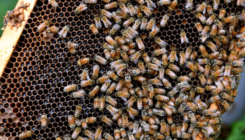 Abejas africanizadas acabaron con la vida de una adulta mayor en Coromoro imagen de la publicación