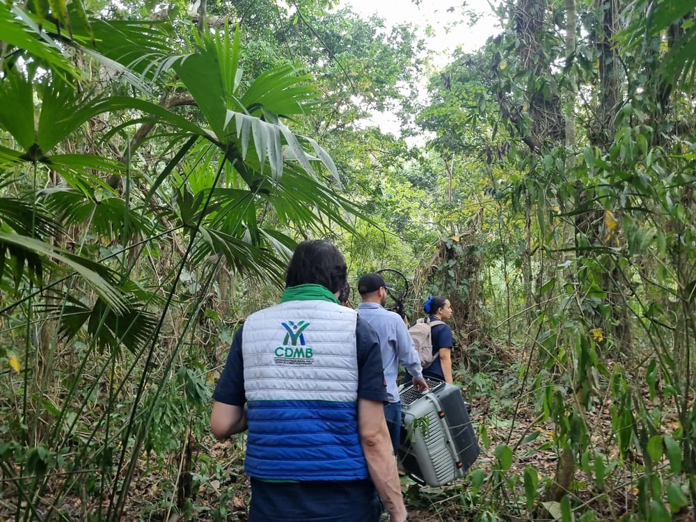 Medidas para proteger a los animales silvestres ante los incendios de El Niño imagen de la publicación