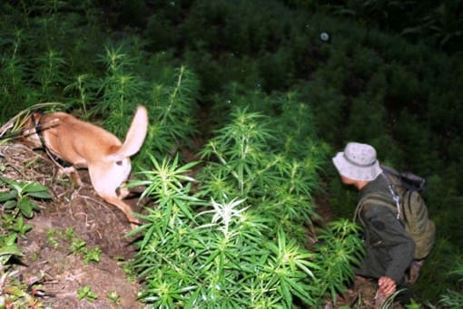 Disidencias de las FARC arrasan bosques para sembrar marihuana imagen de la publicación