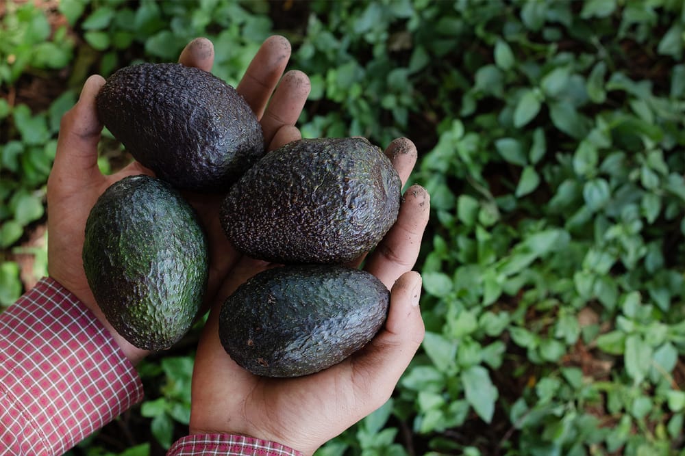 Aguacate Hass es un impulso al desarrollo agrícola en Santander imagen de la publicación