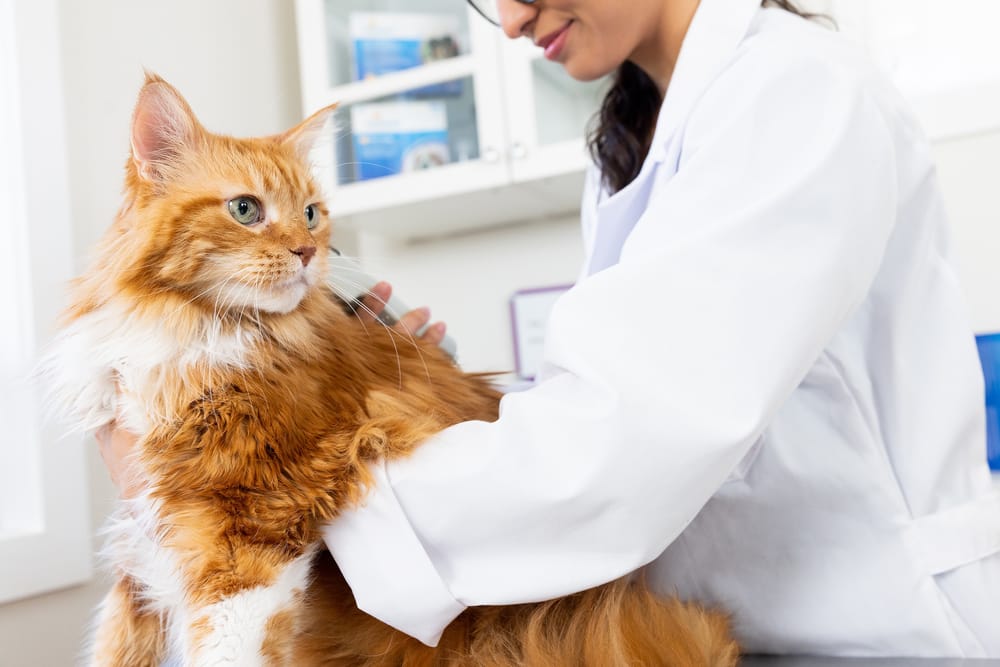 Si no desparasita a su gato se puede contagiar de hemobartonelosis felina imagen de la publicación