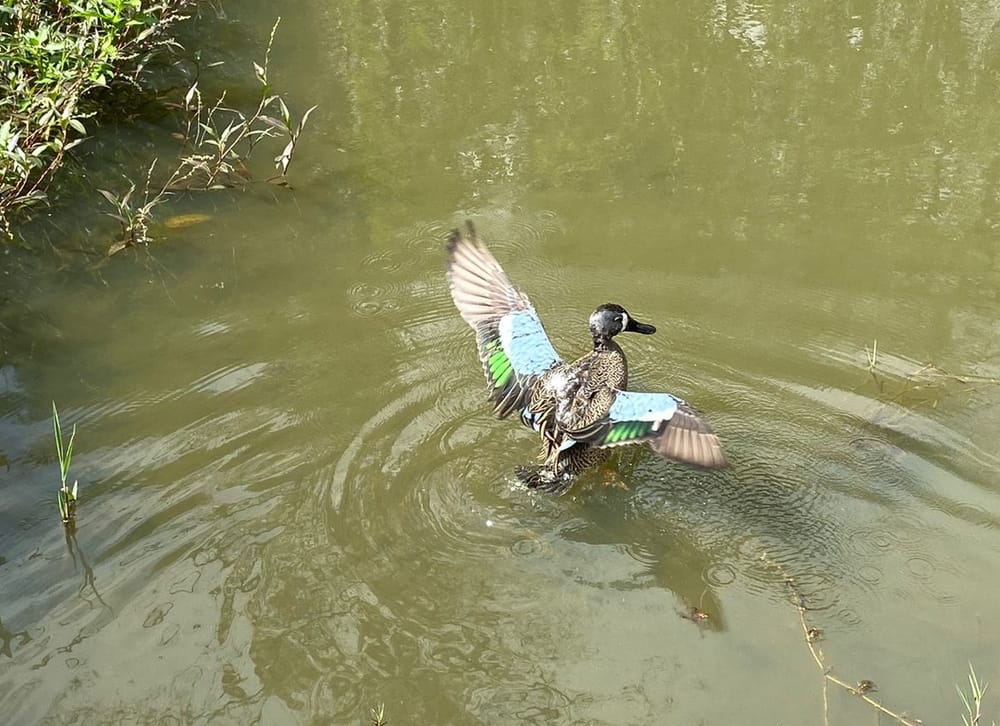 Emotivo rescate: Zootecnistas de la UIS Málaga salvan a pato migratorio de Estados Unidos imagen de la publicación