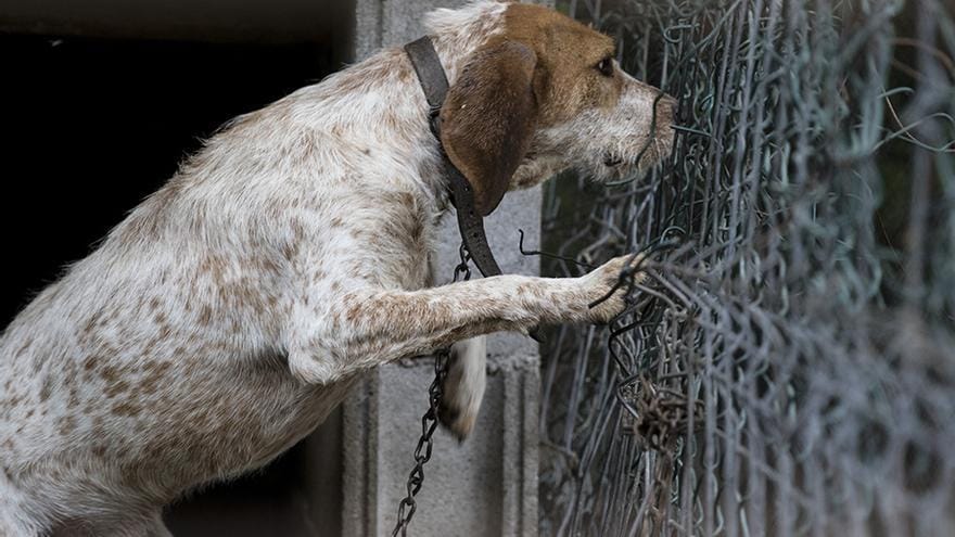 Unidad de Bienestar Animal de Bucaramanga habilita número para denunciar maltrato imagen de la publicación