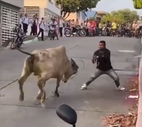 VIDEO : Vaca sin control generó caos en Barrancabermeja imagen de la publicación
