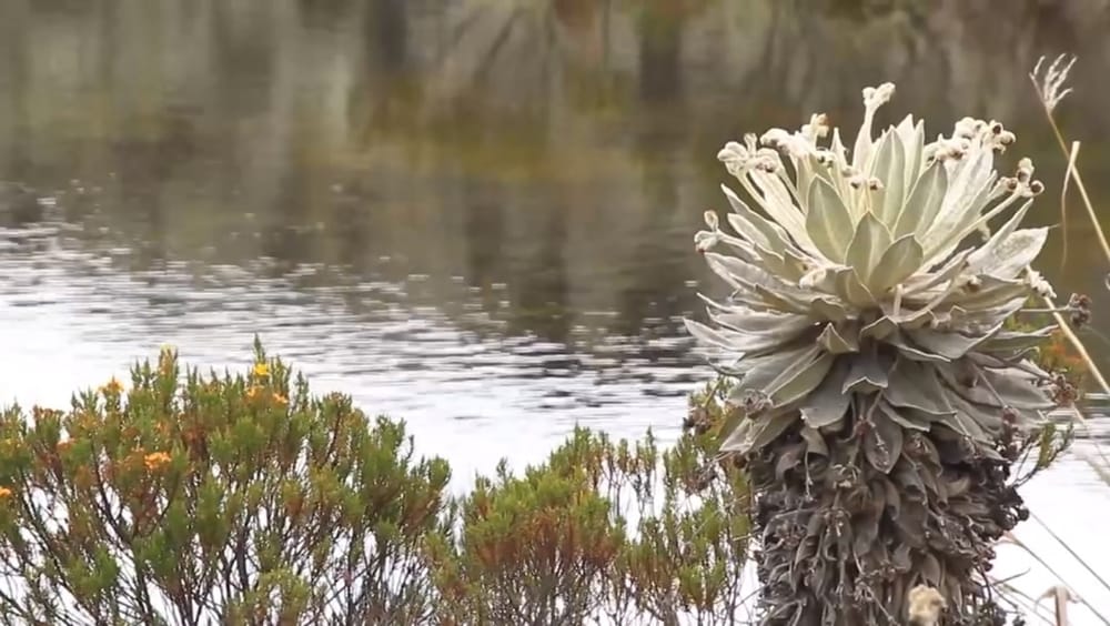 La CAS invita a la comunidad a participar en la construcción de su Plan de Acción 2024-2027 imagen de la publicación