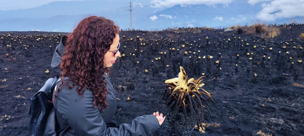 Expertos de la UPB Bucaramanga proponen estrategias para restaurar el Páramo de Santurbán imagen de la publicación