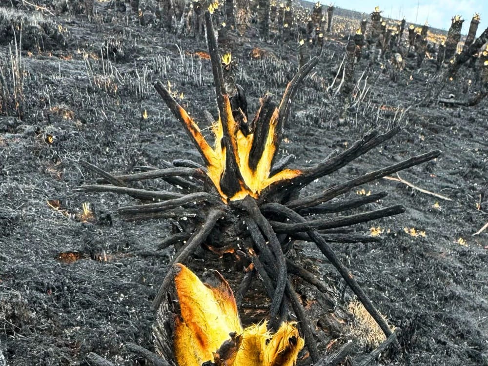 Estudio de la UDES muestra cómo los frailejones se defendieron del fuego en el páramo de Berlín imagen de la publicación