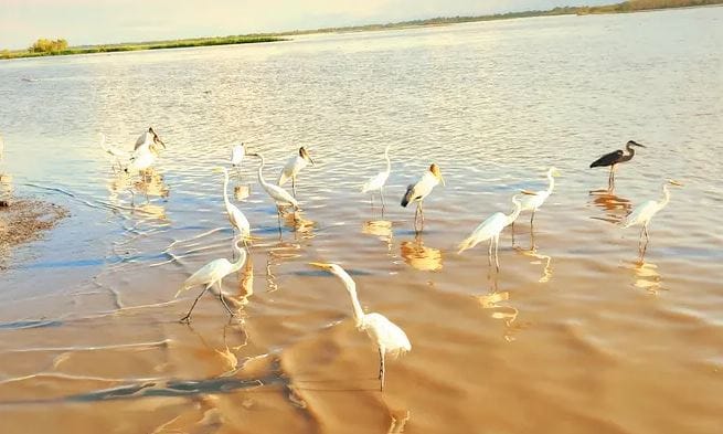 Trazan ruta de acción para evitar ecocidio en el Caño San Silvestre imagen de la publicación