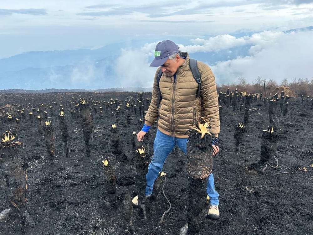 Investigadores de la UIS lideran esfuerzos para restaurar el Páramo de Berlín imagen de la publicación