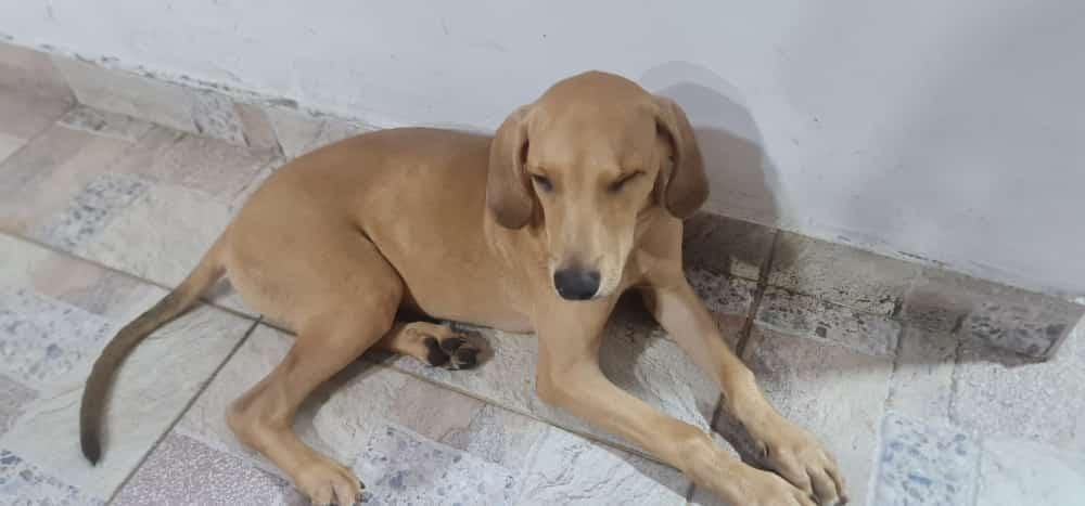 Criminales estarían robando mascotas en La Joya imagen de la publicación