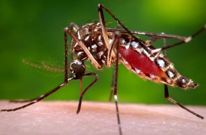 Dengue sigue preocupando a Santander imagen de la publicación