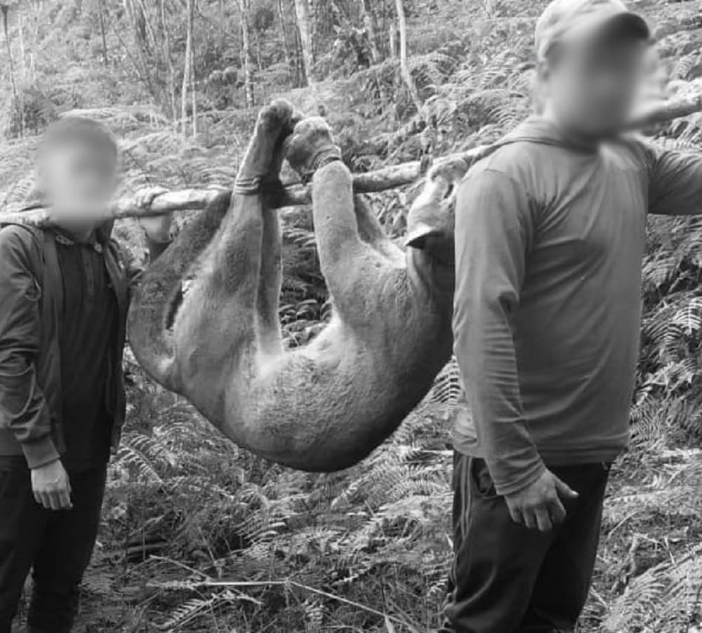 ¡Indignación! Investigan muerte de puma a manos de varias personas imagen de la publicación
